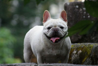 Portrait of french bulldog
