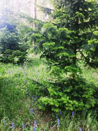 Scenic view of flowering trees in forest