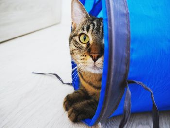 Close-up portrait of cat relaxing on blue floor