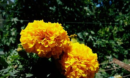 Close-up of yellow marigold blooming outdoors