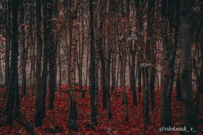 Full frame shot of trees in forest
