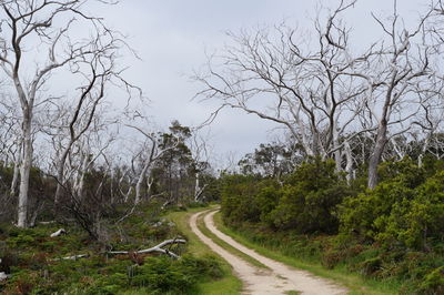 Road amidst bare trees against clear sky