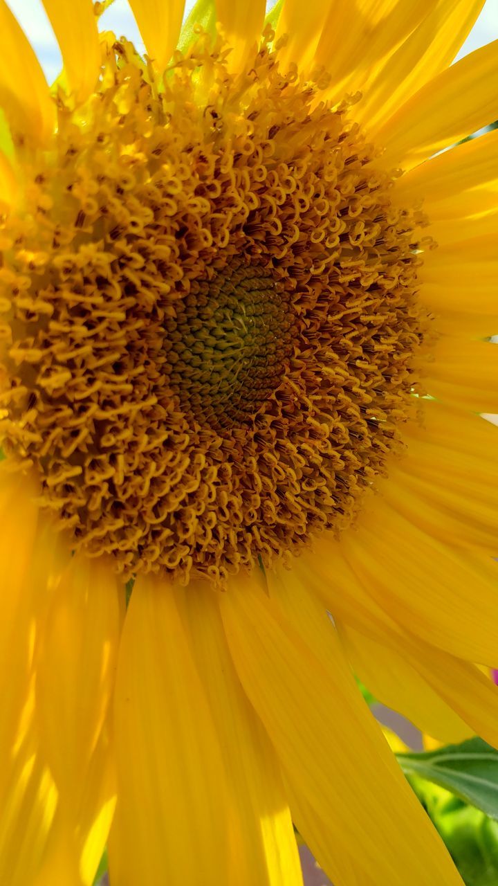 flower, plant, flowering plant, freshness, beauty in nature, flower head, yellow, petal, growth, sunflower, fragility, close-up, inflorescence, nature, pollen, macro, plant stem, extreme close-up, macro photography, no people, seed, backgrounds, field, sunflower seed, botany, vibrant color, blossom, outdoors, full frame, springtime, stamen, vegetarian food