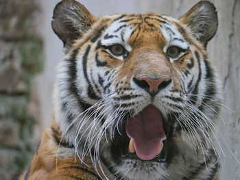 Close-up of a tiger