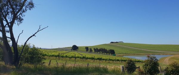 Scenic view of agricultural field against clear blue sky