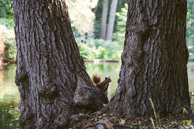 View of squirrel on tree trunk