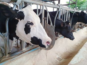 High angle view of cow in shed