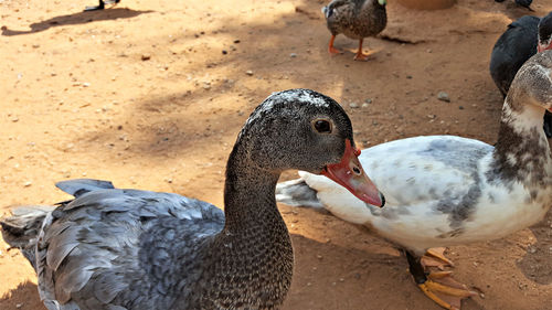 Close-up of birds in water