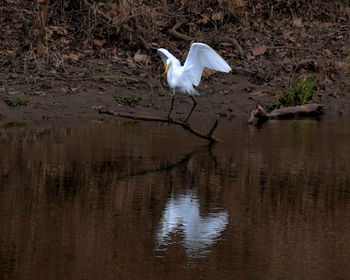 High angle view of gray heron perching on lake