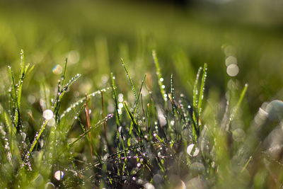 Close-up of wet grass on field