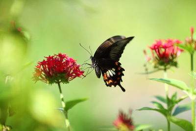 Close-up of butterfly pollinating on flower