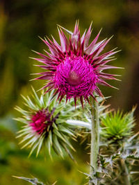 Close-up of thistle flower