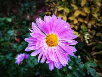 Close-up of pink flower