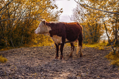 Cow standing on field during autumn