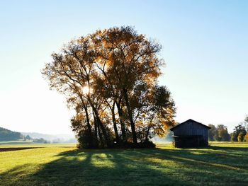 Tree on field against clear sky