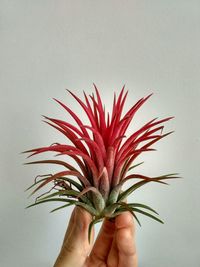 Close-up of hand holding plant against white background