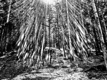 View of bamboo trees in forest