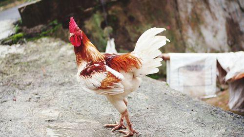 Close-up of rooster