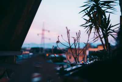 Close-up of silhouette plant against sky