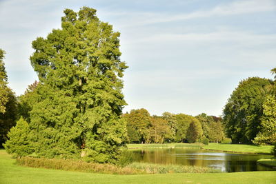 Trees by lake against sky