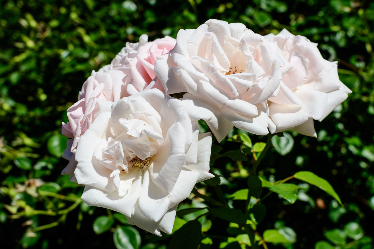 CLOSE-UP OF WHITE ROSE WITH PINK ROSES