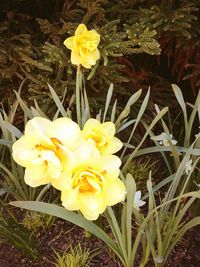 High angle view of yellow daffodil flowers