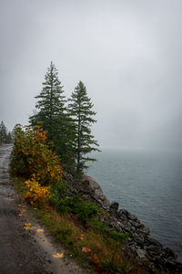 Tree by sea against sky