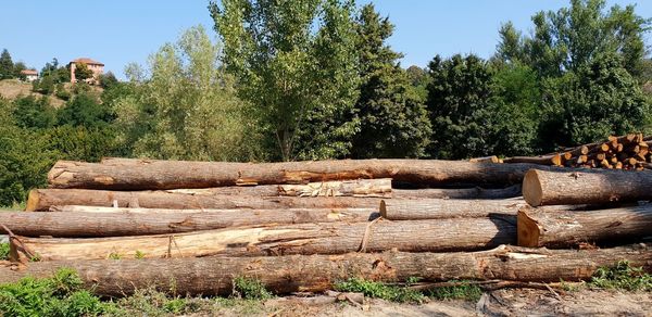 Stack of logs in forest