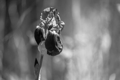 Close-up of wilted flower