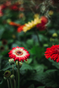 Close-up of red flowering plant in park