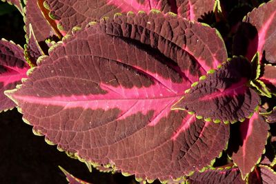 Close-up of leaves on plant during autumn