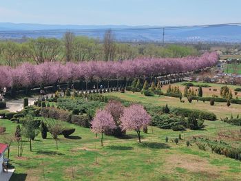 Scenic view of flowering trees on field against sky