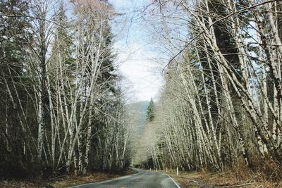 Road amidst bare trees against sky