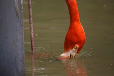 Close-up of duck swimming in lake