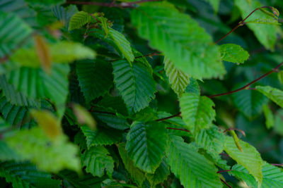 Close-up of green leaves