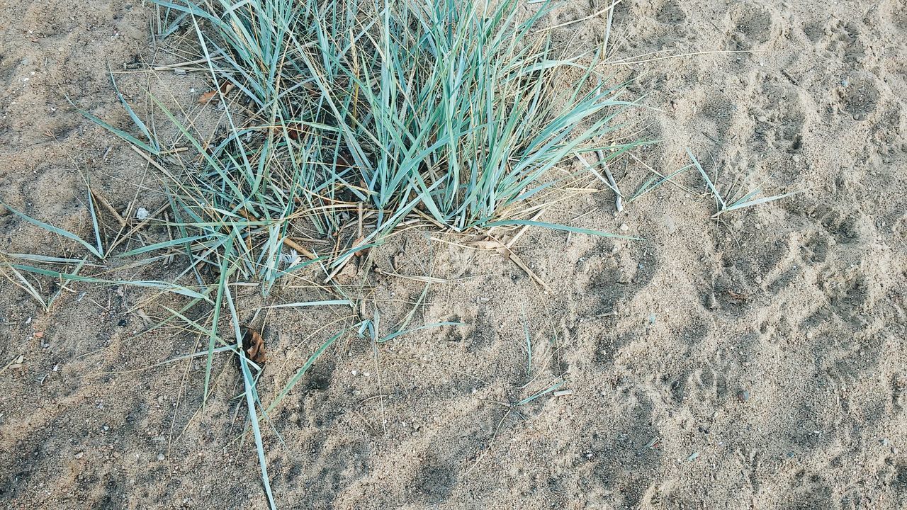 FULL FRAME SHOT OF SAND