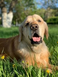 Close-up of a dog on field