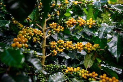 Yellow and green coffee beans organic 100 of coffee plant before harvesting 