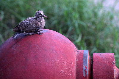 Close-up of pigeon perching on plant