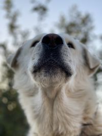 Close-up of dog