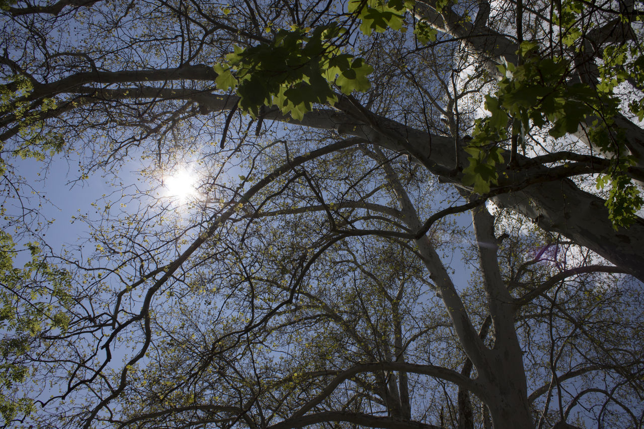 LOW ANGLE VIEW OF TREE AGAINST BRIGHT SUN