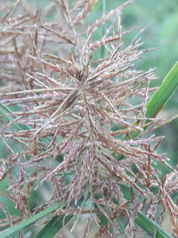 Close-up of plant