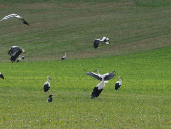Flock of storks on grassy field. 