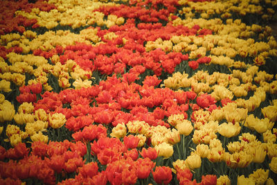 Full frame shot of multi colored tulips