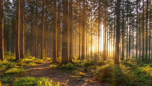 Pine trees in forest