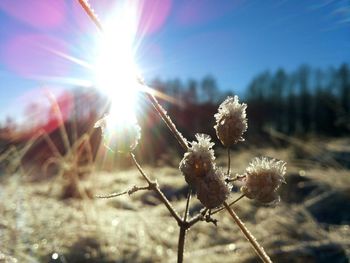 Close-up of plant against sky