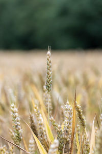 Close-up of stalks in field