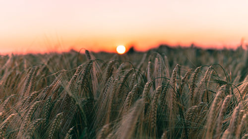 Scenic view of wheat field against sky at sunset