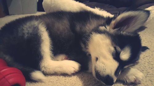 Close-up of puppy sleeping