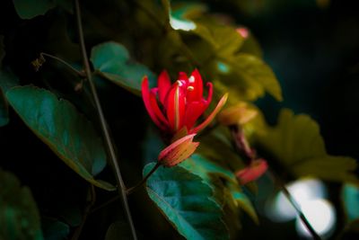 Close-up of red flowering plant